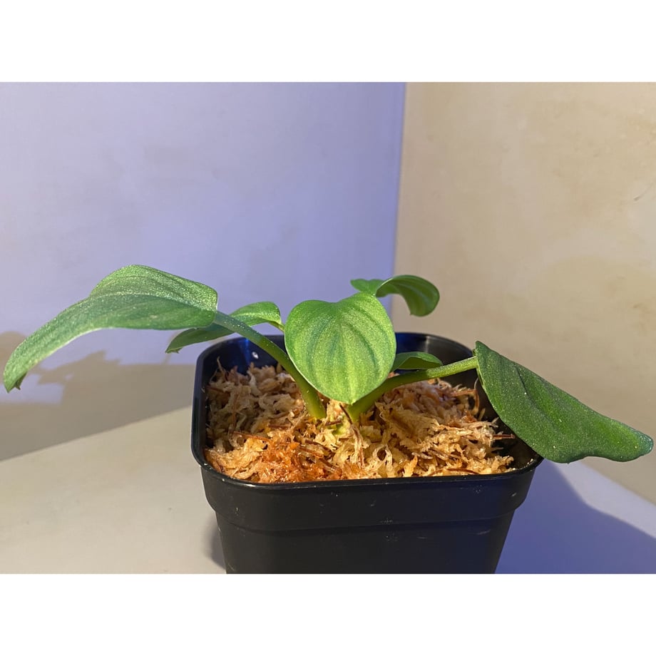 610d22f92023974e288370cf