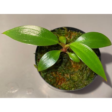Philodendron sp. "Red Congo Compacta" ①