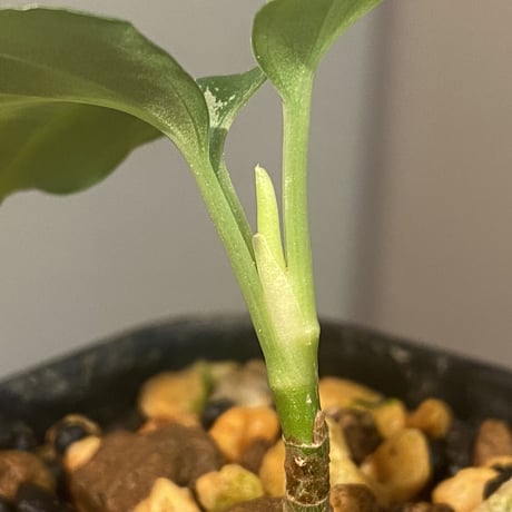 Aglaonema pictum GW1410 type5 from Padang Sidempuan [TB]