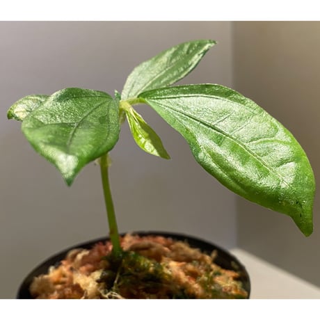 Elatostema sp. from Nopphitam [TK260915]