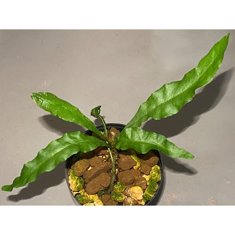 Microsorium sp. from Krabi Southern Thailand