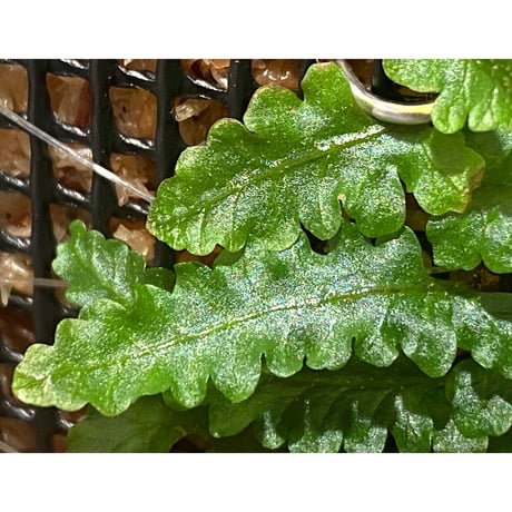 Teratophyllum sp. from Sibolga Timur [HW1017-03]