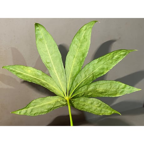 Anthurium polyschistum from Napo Ecuador [tanakay]