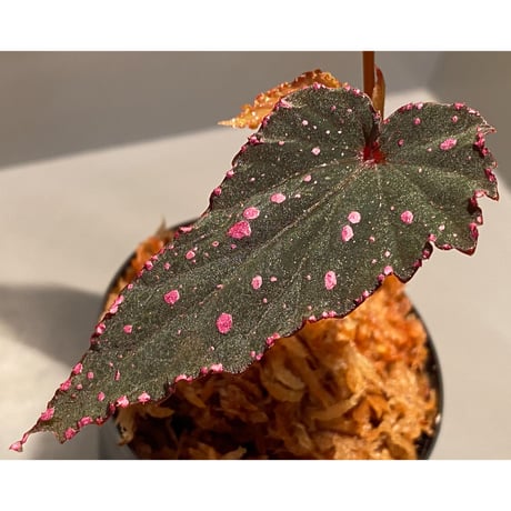 Begonia gracilicyma from Sumatera Barat [TB]