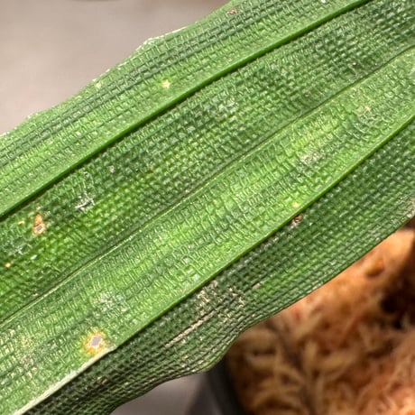 Mapania cuspidata from Bengkayang West Kalimantan