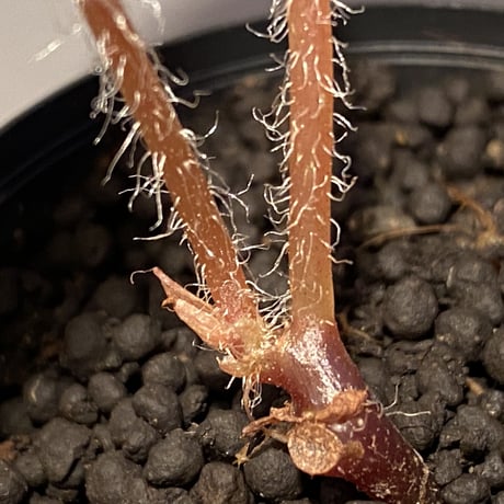 Begonia sp. from Vietnam