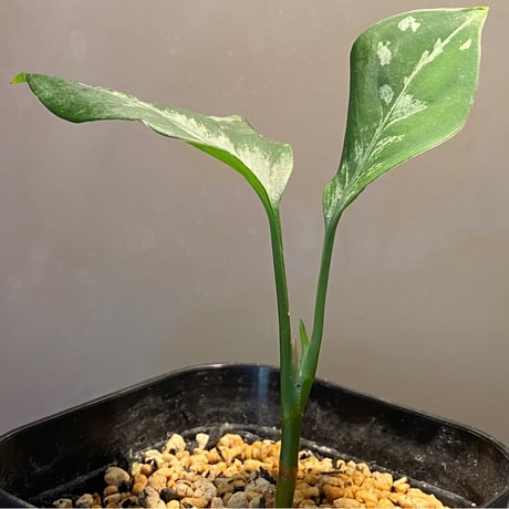 Aglaonema pictum from Sumatera A2 [TK070918]