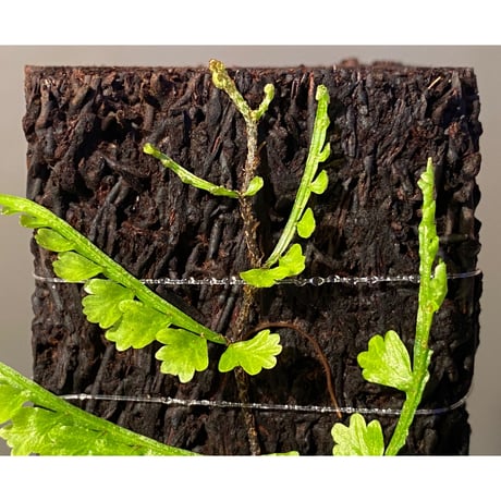 Teratophyllum aculeatum from Nanga pinoh [TB]
