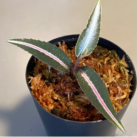 Labisia sp. from Kapuas hulu Kalimantan barat