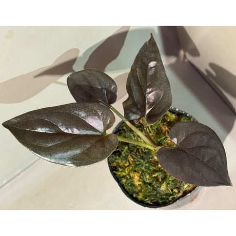 Syngonium cf. erythrophyllum from Colombia [LA0316-02]