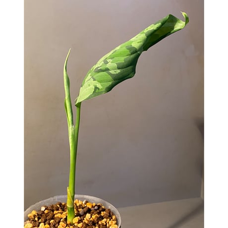 Aglaonema pictum tricolor from Aceh sumatera [LA0819-01b]