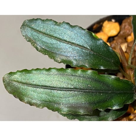 Bucephalandra sp. from West Kalimantan