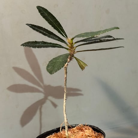 Sauvagesia serrata from West Kalimantan