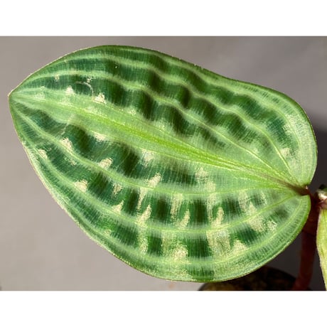 Geogenanthus undatus from Tarapoto Peru [tanakay]