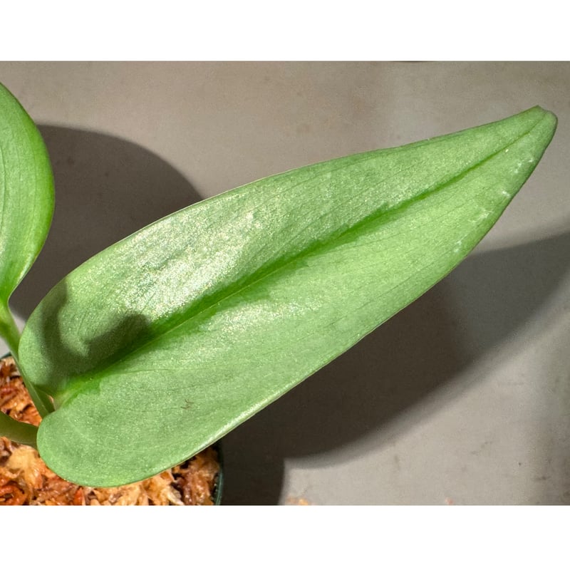 Scindapsus Yupa ハーフムーン Scindapsus Yupa ハーフムーン