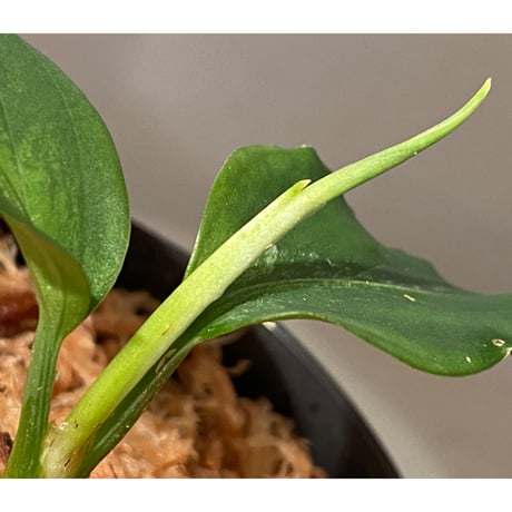 Aglaonema pictum GW1908 プレリュード"Padang sidempuan" [TB]