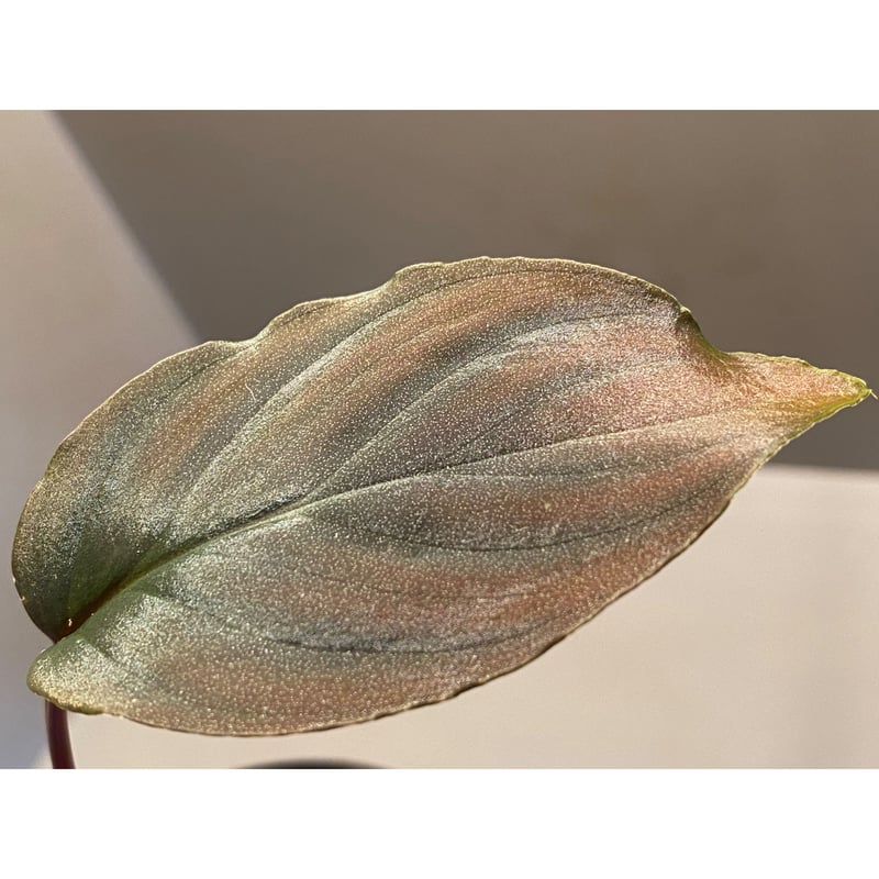 Homalomena sp. 