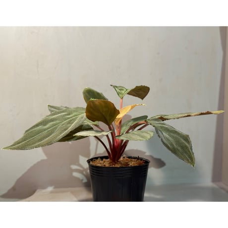 Homalomena sp. "Amber Velvet" from Kepulauan Riau