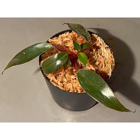Philodendron sp. "Red Congo Compacta"