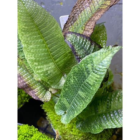 Thelypteris sp. from Sunset Peak [YH0916-f2]
