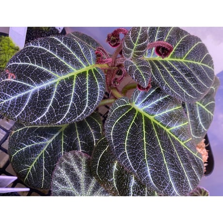 Pearcea hypocyrtiflora from Rio Napo Ecuador [tanakay] 白葉脈