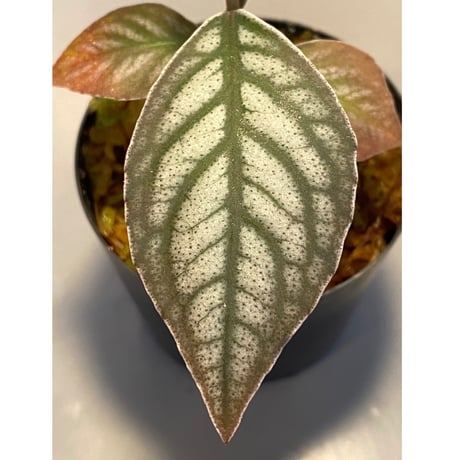 Ardisia sp. from Ache Sumatera [ L A]