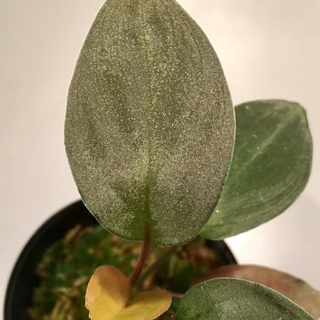 Homalomena sp. from KepulaunRiau[KN]