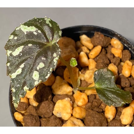 Begonia sp. from North Toraja [S0919-06] 伊藤蟻植物農園