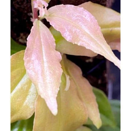 Medinilla sp. from Nueva Vizcaya Luzon Philippines