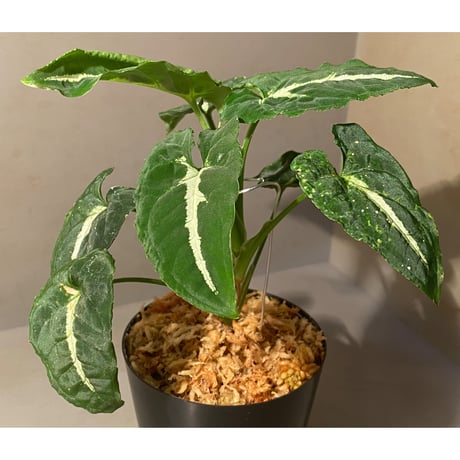 Syngonium wendlandii