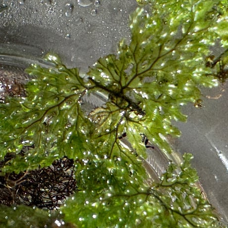 Crepidomanes sp. from South sumatera