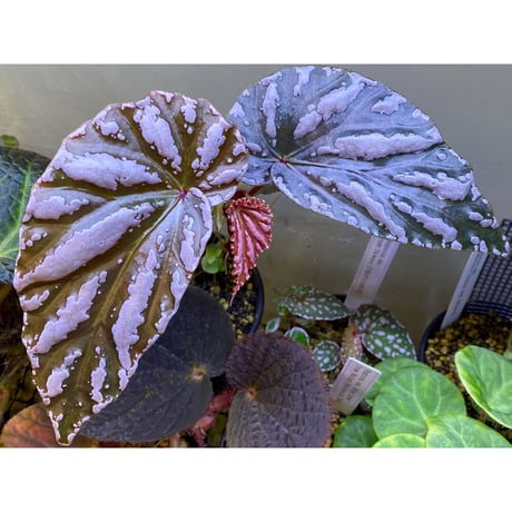 Begonia sp. "雪の宿" from Lampung sumatera [LA0217-01]