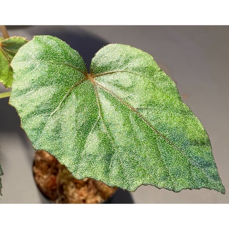 Begonia sp. from Ha Noi [TK140617]