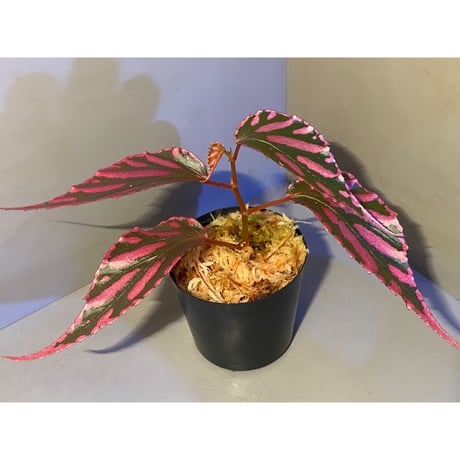 Begonia sp. ぼっち株 from Julau [R1214-01b]