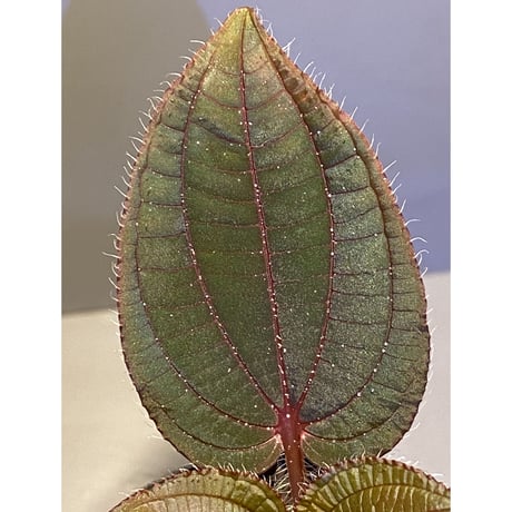 Phyllagathis sp. from Cao Bang Viet Nam [R1217-02]