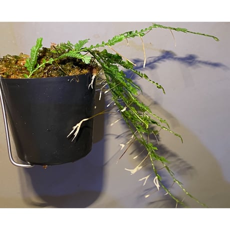 Selaginella sp. from Iquitos Peru [tanakay]