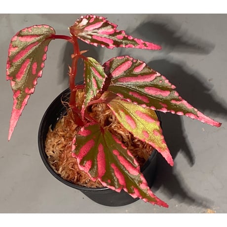 Begonia sp. ぼっち株 from Julau [R1214-01b]