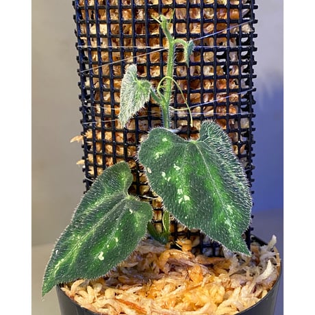 Unknown climbing plants from Ngabang West Kalimantan