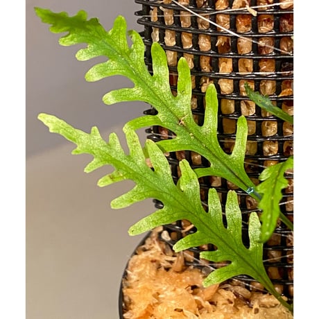 Solanopteris bifrons f1 from Madre de Dios [LA1017-04]