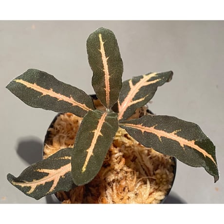 Aphelandra maculata [LA1017-02]