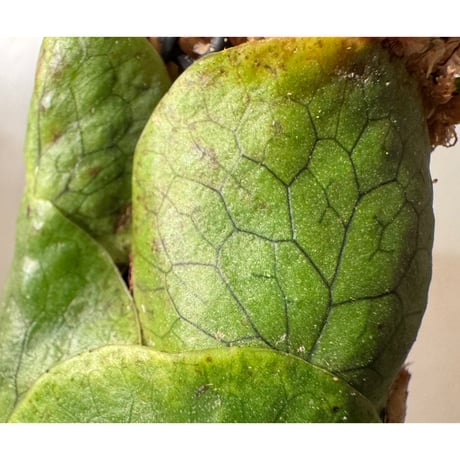Microsorum linguiforme from South sumatera