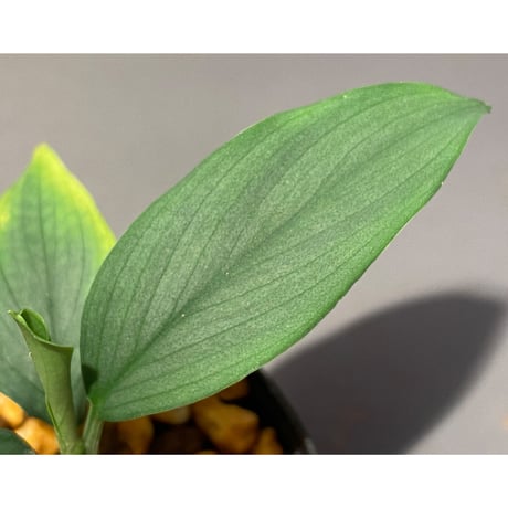 Homalomena sp . from Jerteh [TK090118-2]