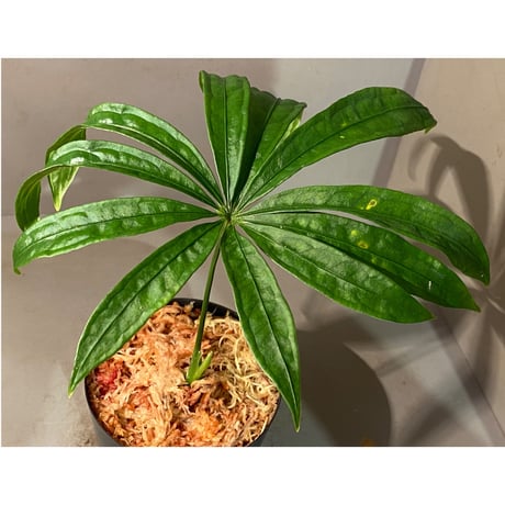 Anthurium polyschistum from Napo Ecuador [tanakay]