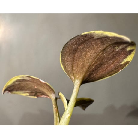 Ludisia discolor Variegata '黄桜-Kizakura-' [GK20-006]