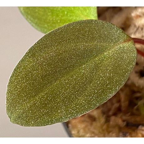 Homalomena sp. from Tawau [TK071116-1]