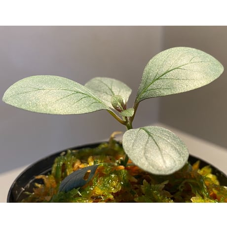 Acanthaceae gen. from Laos [LA]