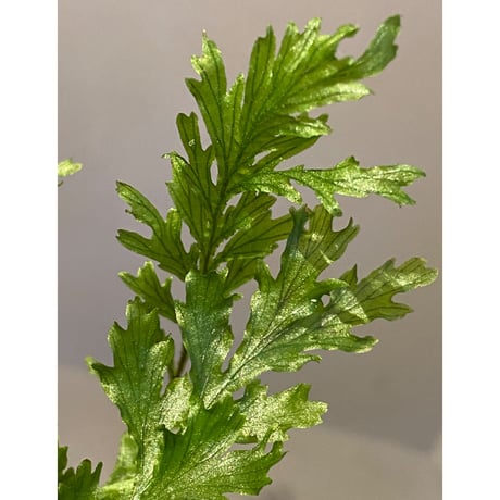 Crepidomanes auriculatum 屋久島産 [KSB]