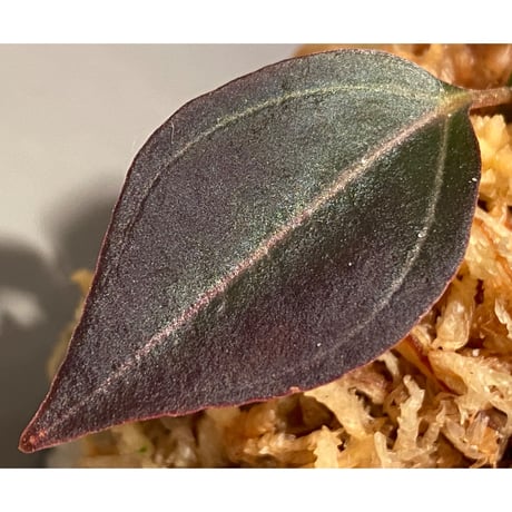 Pachycentria sp. from Selangor