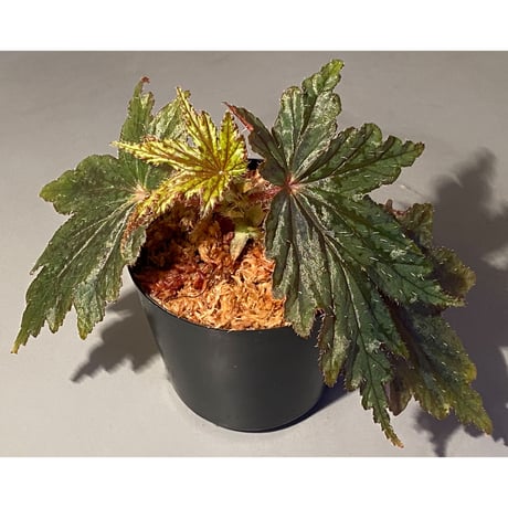 Begonia cv. Jaggy [LA0314-00-f1]