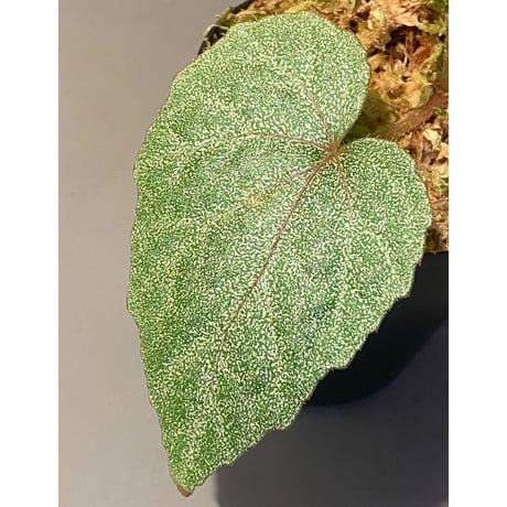 Begonia sp. from Ha Noi [TK140617]